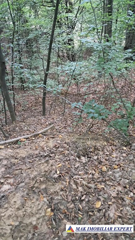 vand-padure-6500-mp-intre-corbi-si-bradulet-arges