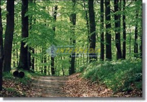 padure-de-fag-de-vanzare-in-alba-ighel-116-h-2