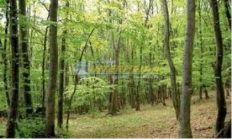 padure-de-fag-de-vanzare-in-alba-ighel-116-h-1