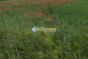 teren-de-vanzare-1000-mp-ighiu