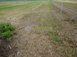 teren-intravilan-alba-micest-344-mp-deschidere-18m