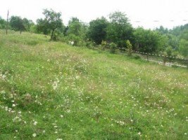 teren-2000-mp-extravilan-de-vanzare-in-albestii-de-muscel-candesti-arges-ideal-pentru-activitati-agricole-2