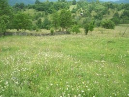 teren-2000-mp-extravilan-de-vanzare-in-albestii-de-muscel-candesti-arges-ideal-pentru-activitati-agricole-4