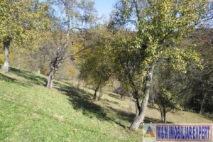 teren-5000-mp-intravilan-de-vanzare-in-albestii-de-muscel-arges-ideal-pentru-constructii-rezidentiale-3