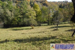 teren-5000-mp-intravilan-de-vanzare-in-albestii-de-muscel-arges-ideal-pentru-constructii-rezidentiale-8