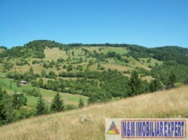 teren-extravilan-3800-mp-in-rucar-arges-investitie-ideala-in-natura-pentru-proiecte-de-vacanta-sau-agricole