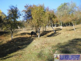 teren-intravilan-6000-mp-de-vanzare-in-albestii-de-muscel-candesti-oportunitate-pentru-dezvoltare-rezidentiala-7