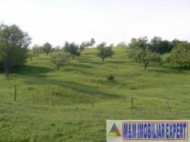 teren-de-vanzare-1-ha-extravilan-pasune-in-calea-targovistei-campulung-muscel-arges-ideal-pentru-agricultura-3