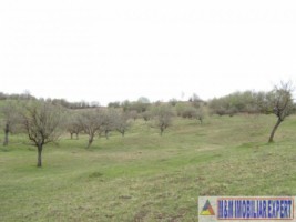 teren-de-vanzare-1-ha-extravilan-pasune-in-calea-targovistei-campulung-muscel-arges-ideal-pentru-agricultura-13