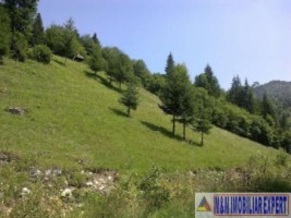 teren-intravilan-de-2000-mp-de-vanzare-in-valea-cheii-dambovicioara-arges-ideal-pentru-proiecte-turistice-si-rezidentiale-3