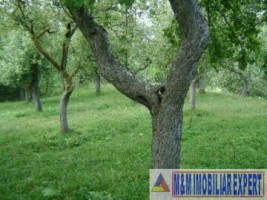 teren-intravilan-5000-mp-de-vanzare-in-valea-barbusii-campulung-muscel-arges-ideal-pentru-dezvoltari-rezidentiale-9