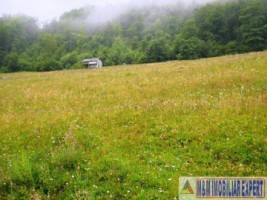 teren-intravilan-1-ha-de-vanzare-in-valea-urdii-dambovicioara-arges-ideal-pentru-proiecte-turistice-si-rezidentiale