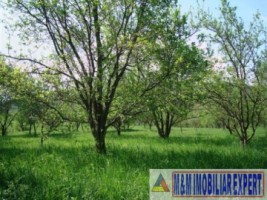 teren-intravilan-de-vanzare-5867-mp-pe-calea-pietroasa-campulung-muscel-arges-ideal-pentru-constructii-rezidentiale-sau-investitie-13