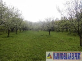 teren-3560-mp-intravilan-de-vanzare-in-mesetesti-arges-ideal-pentru-dezvoltare-rezidentiala-11