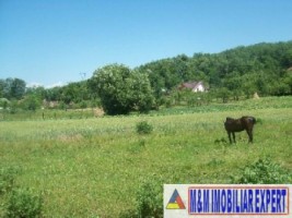 teren-intravilan-9731-mp-de-vanzare-in-baiculesti-arges-ideal-pentru-dezvoltari-rezidentiale-sau-investitii-2