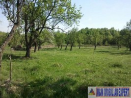 teren-2-ha-de-vanzare-intravilan-in-marcus-campulung-muscel-arges-ideal-pentru-investitii-imobiliare-sau-constructii-7