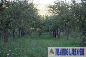 teren-intravilan-5200-mp-de-vanzare-in-corbi-arges-ideal-pentru-proiecte-rezidentiale-sau-turistice-3