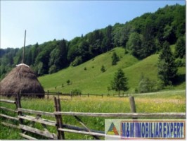 teren-extravilan-6200-mp-de-vanzare-rucar-arges-ideal-pentru-proiecte-agricole-sau-turism-rural-5