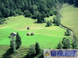 teren-extravilan-6200-mp-de-vanzare-rucar-arges-ideal-pentru-proiecte-agricole-sau-turism-rural-12