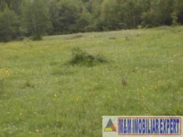 teren-intravilan-de-1-ha-de-vanzare-in-corbi-arges-ideal-pentru-constructii-sau-activitati-agricole-2