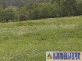 teren-intravilan-2-ha-de-vanzare-in-corbi-arges-oportunitate-pentru-dezvoltari-rezidentiale-sau-proiecte-agricole-4