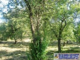 teren-extravilan-8000-mp-cu-livada-in-valea-romanestilor-campulung-muscel-arges-ideal-pentru-agricultura-si-investitie-4