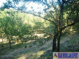 teren-extravilan-8000-mp-cu-livada-in-valea-romanestilor-campulung-muscel-arges-ideal-pentru-agricultura-si-investitie-5