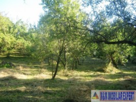 teren-extravilan-8000-mp-cu-livada-in-valea-romanestilor-campulung-muscel-arges-ideal-pentru-agricultura-si-investitie-7