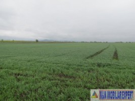 teren-agricol-5-ha-extravilan-de-vanzare-in-halchiu-brasov-ideal-pentru-activitati-agricole-2