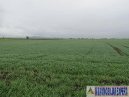 teren-agricol-5-ha-extravilan-de-vanzare-in-halchiu-brasov-ideal-pentru-activitati-agricole-3