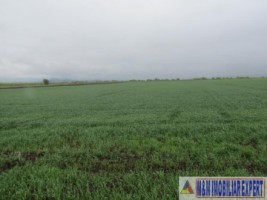 teren-agricol-5-ha-extravilan-de-vanzare-in-halchiu-brasov-ideal-pentru-activitati-agricole-4