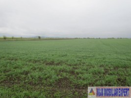 teren-agricol-5-ha-extravilan-de-vanzare-in-halchiu-brasov-ideal-pentru-activitati-agricole-5