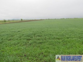 teren-agricol-5-ha-extravilan-de-vanzare-in-halchiu-brasov-ideal-pentru-activitati-agricole-6