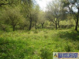 dublura-cu-8424-vila-7-camere-teren-4500-mp-vladesti-14