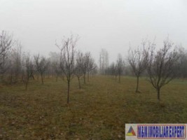 teren-extravilan-2460-mp-de-vanzare-in-bughea-de-jos-ideal-pentru-activitati-agricole