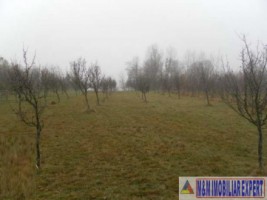 teren-extravilan-2460-mp-de-vanzare-in-bughea-de-jos-ideal-pentru-activitati-agricole-1