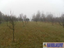 teren-extravilan-2460-mp-de-vanzare-in-bughea-de-jos-ideal-pentru-activitati-agricole-2