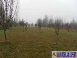 teren-extravilan-2460-mp-de-vanzare-in-bughea-de-jos-ideal-pentru-activitati-agricole-3