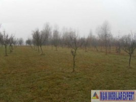 teren-extravilan-2460-mp-de-vanzare-in-bughea-de-jos-ideal-pentru-activitati-agricole-4