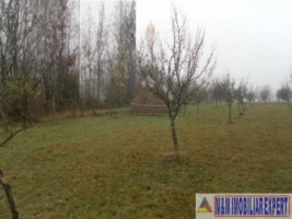 teren-extravilan-2460-mp-de-vanzare-in-bughea-de-jos-ideal-pentru-activitati-agricole-5