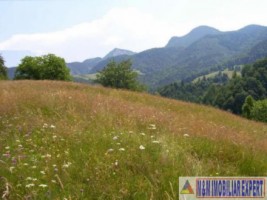 teren-extravilan-de-5991-mp-de-vanzare-in-dambovicioara-arges-ideal-pentru-dezvoltari-agricole-si-turistice-1