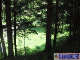 teren-3850-mp-intravilan-dragoslavele-4