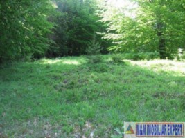 teren-3850-mp-intravilan-dragoslavele-6