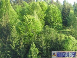 teren-3850-mp-intravilan-dragoslavele-7