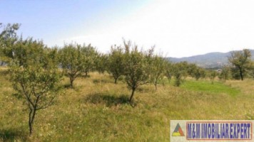 teren-livada-29-ha-extravilan-domnesti-2