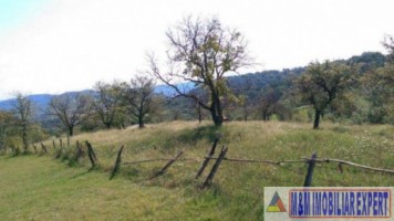 teren-livada-29-ha-extravilan-domnesti-4