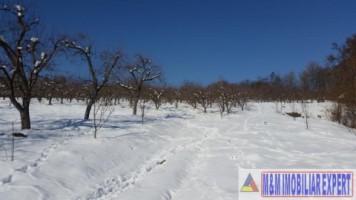 teren-21-ha-intraextravilan-de-vanzare-in-malu-cu-flori-dambovita-ideal-pentru-constructii-si-agricultura-2