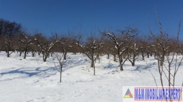 teren-21-ha-intraextravilan-de-vanzare-in-malu-cu-flori-dambovita-ideal-pentru-constructii-si-agricultura-6