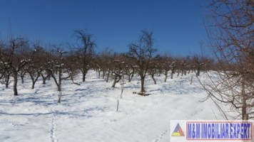 teren-21-ha-intraextravilan-de-vanzare-in-malu-cu-flori-dambovita-ideal-pentru-constructii-si-agricultura-7