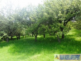 teren-livada-de-vanzare-125-ha-extravilan-in-cretisoara-campulung-muscel-arges-ideal-pentru-agricultura-si-investitie-2